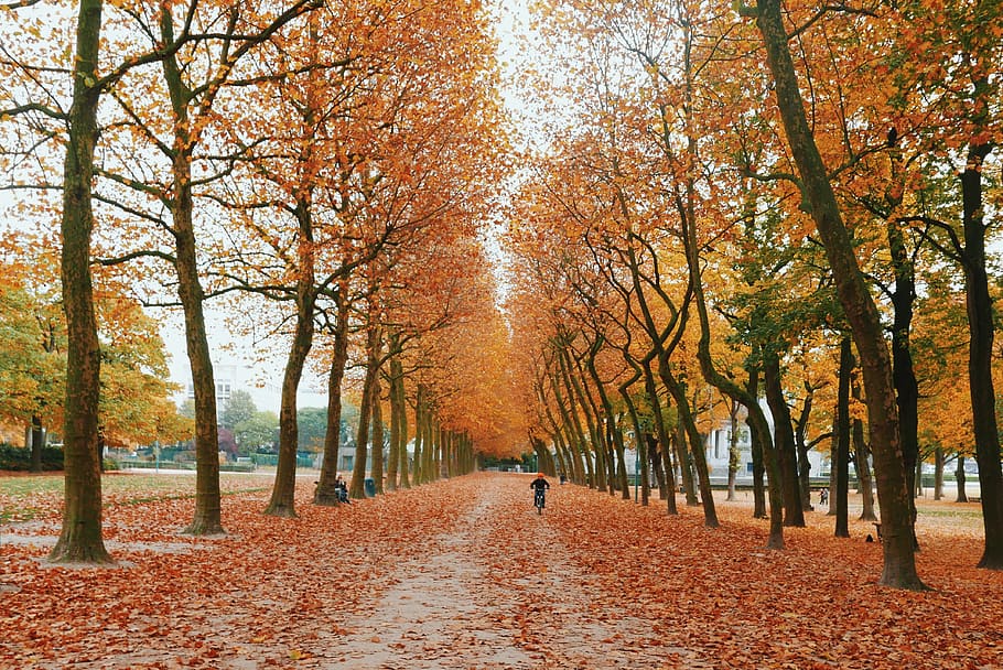 Fall in Brussels