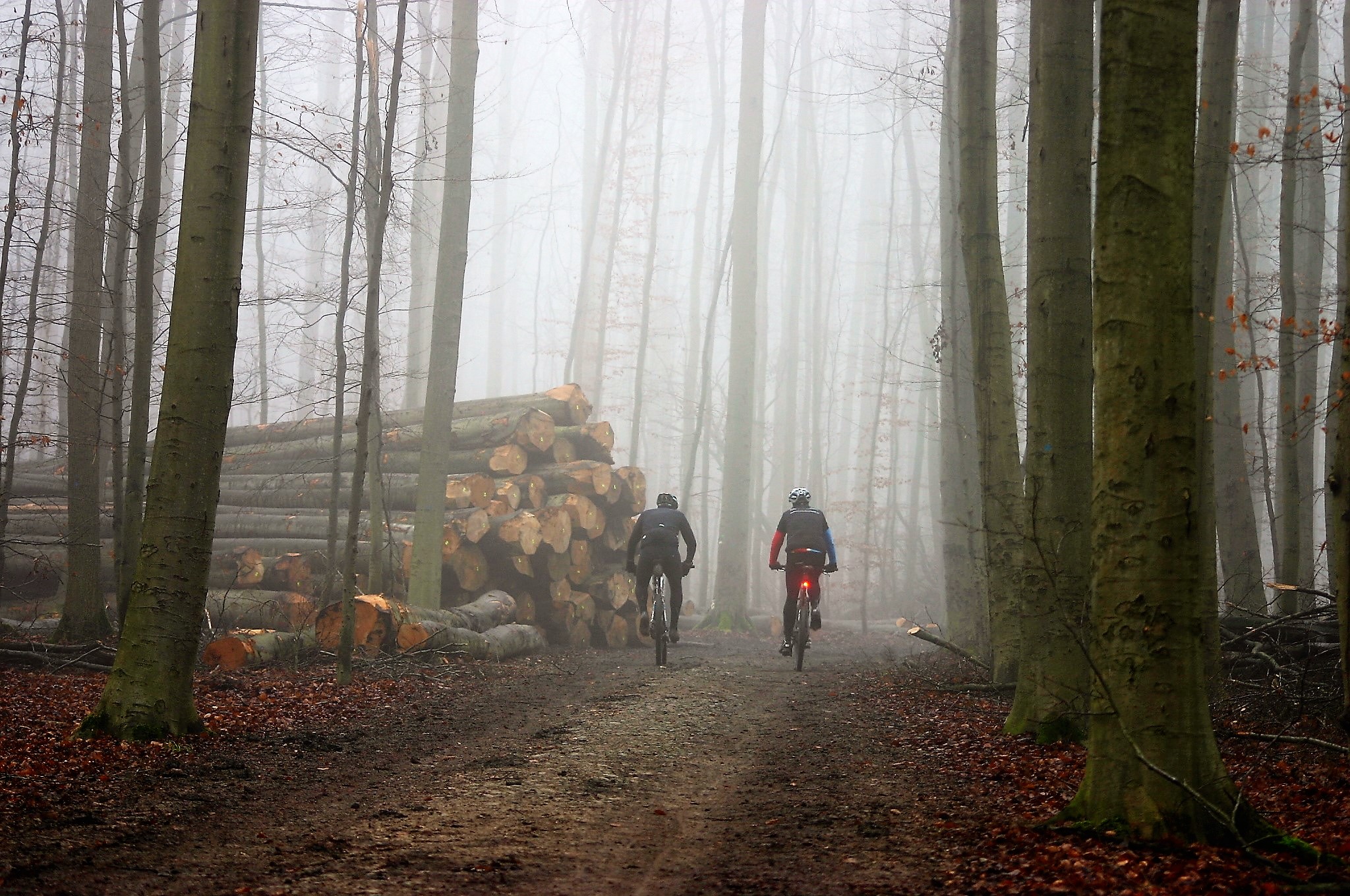 Forêt de Soignes