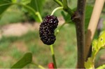 black mulberry fruit