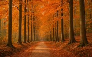 Thumbnail for Autumn Colour in the Sonian Forest: Four Walks You Can Reach by Tram or Train