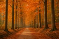 Thumbnail for Autumn Colour in the Sonian Forest: Four Walks You Can Reach by Tram or Train
